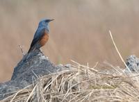 Blue rock thrush C20D 03942.jpg