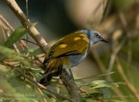 Grey-bellied Bulbul