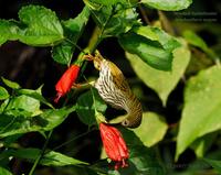 Streaked Spiderhunter