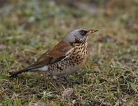 Fieldfare (Turdus pilaris)