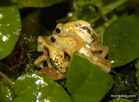 Mating Kihansi Spray Toads.