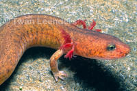 : Gyrinophilus porphyriticus; Blue Ridge Spring Salamander