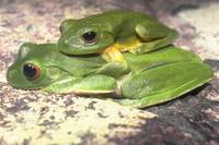 : Litoria chloris; Red-eyed Tree Frog