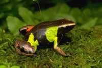 : Mantella pulchra