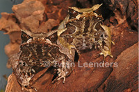 : Megophrys montana; Asian Horned Frog