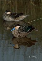 : Anas hottentota; Hottentot Teal