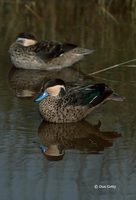 : Anas hottentota; Hottentot Teal