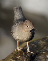 : Cinclus mexicanus mexicanus; American Dipper