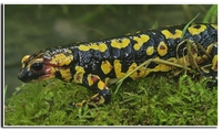 : Salamandra salamandra gallaica; Fire Salamander