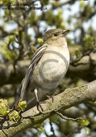 : Fringilla coelebs; Chaffinch