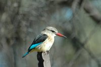 : Halcyon chelicuti; Striped Kingfisher