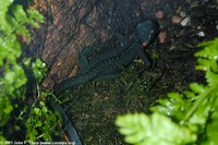 : Tylototriton taliangensis; Taliang Knobby Newt