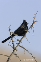 : Phainopepla nitens; Phainopepla
