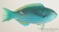 : Scarus globiceps