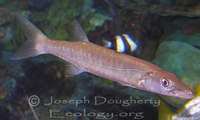 : Sphyraena barracuda; Great Barracuda (juvenile)
