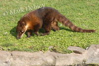 : Nasua nasua; Coatimundi