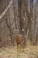 : Odocoileus virginianus; White-tailed Deer