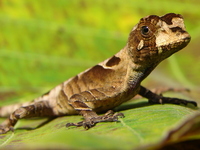 : Anolis nitens