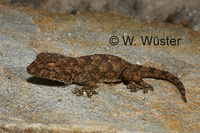 : Pachydactylus bibroni; Bibron's Thick-toed Gecko