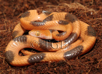 : Telescopus semiannulatus