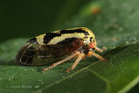 : Ophiderma flava; Treehopper