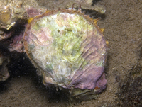 : Spondylus violacescens