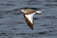 Juvenile Sabine's Gull. Photo by Patrick Beauzay.