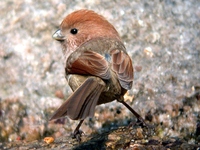 붉은머리오목눈이 Paradoxornis webbiana | parrotbill