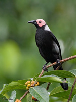 Coleto (a near Philippine endemic) Scientific name - Sarcops calvus