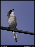 Grey Bushchat (Saxicola ferreus)