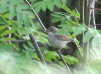 ノドジロムシクイ Greater Whitethroat Sylvia communis