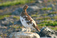 Willow Ptarmigan  (Nome area)