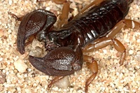 Scorpio maurus