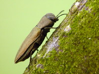 Anthaxia funerula