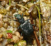 Elaphrus riparius