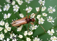 Pidonia lurida
