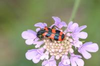 Trichodes alvearius