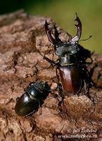 Lucanus cervus - Stag beetle