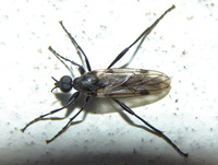 Penthetria funebris
