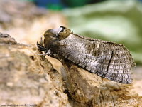 Cossus cossus - Goat Moth