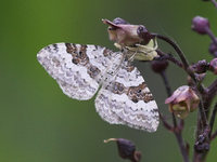 Xanthorhoe montanata - Silver-ground Carpet