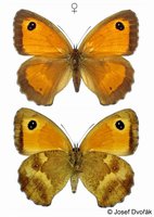 Pyronia tithonus - Gatekeeper