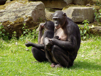 Bonobo (Pan paniscus)