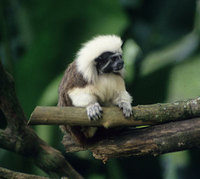 Cotton-top tamarin (Saguinus oedipus)