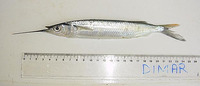 Hemiramphus brasiliensis, Ballyhoo: fisheries, bait