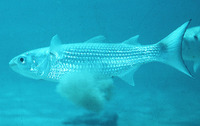 Mugil curema, White mullet: fisheries, aquaculture, bait