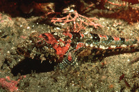 Artedius corallinus, Coralline sculpin: