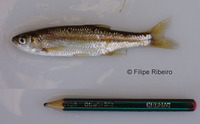 Squalius alburnoides, :