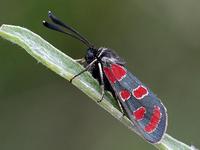 Zygaena carniolica