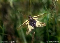 Libelloides coccajus
